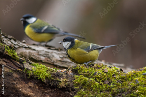 Wildlife photo - great tit standing on old wood in deep forest, Slovakia, Europe