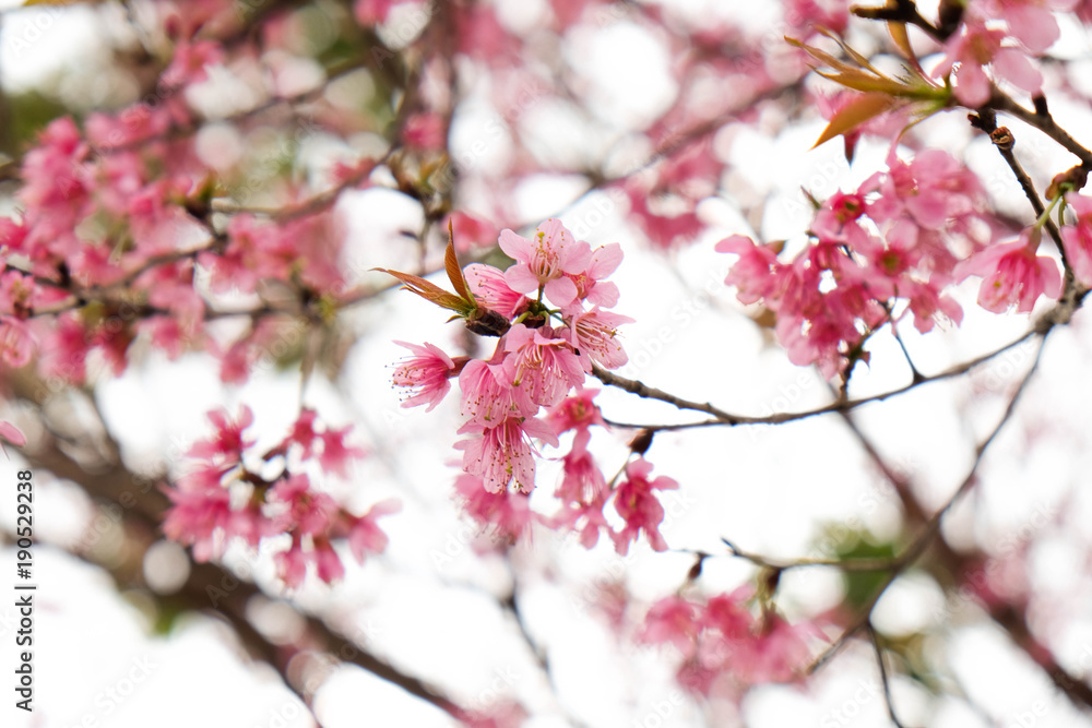 Close up of beautiful pink cherry blossom in winter ,Thai sakura at Chaing Mai
