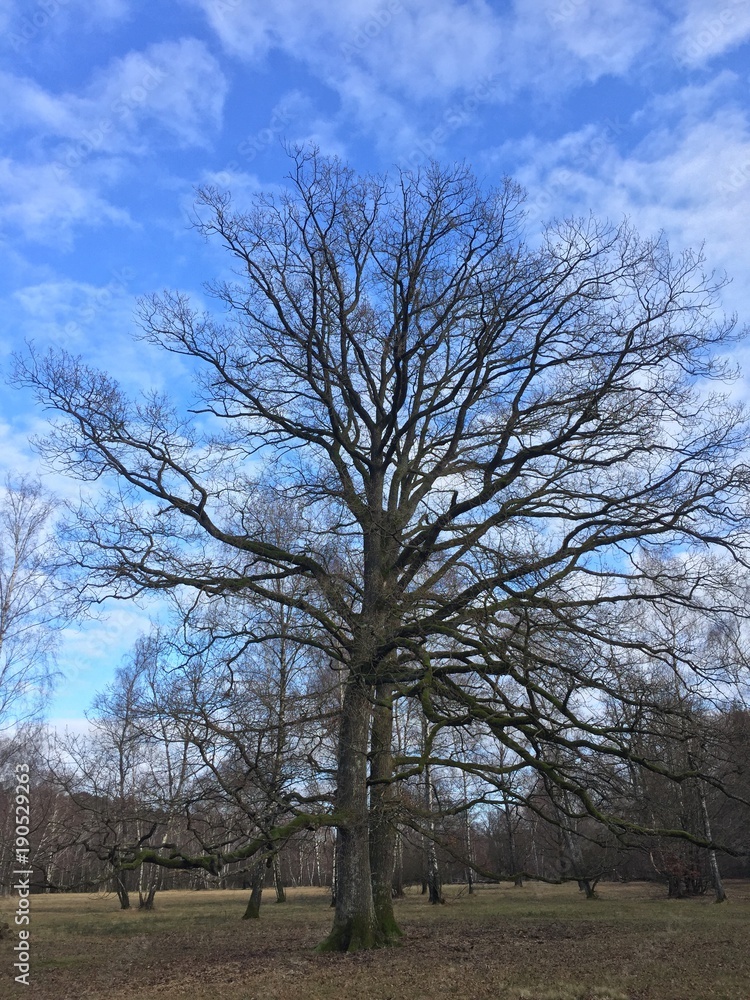 Eiche auf Viehweide bei Waldenburg Eiche auf Viehweide bei Waldenburg