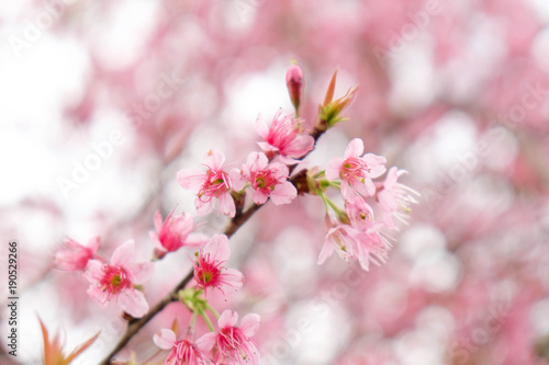 Close up of beautiful pink cherry blossom in winter ,Thai sakura at Chaing Mai