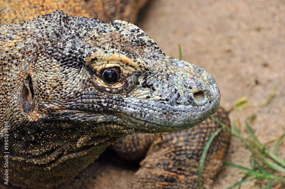 Dragon island of Komodo (Indonesia) Dragon island of Komodo (Indonesia)
