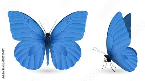 Set of butterflies isolated on white background