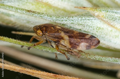 Philaenus spumarius, the meadow froghopper or meadow spittlebug from the family Aphrophoridae on cereal. photo