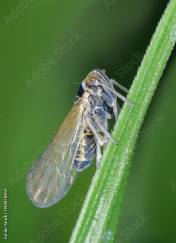 Male of Javesella pellucida is a planthopper from the family Delphacidae on leaf of grass