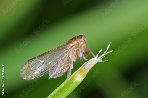 Female of Javesella pellucida is a planthopper from the family Delphacidae on leaf of grass