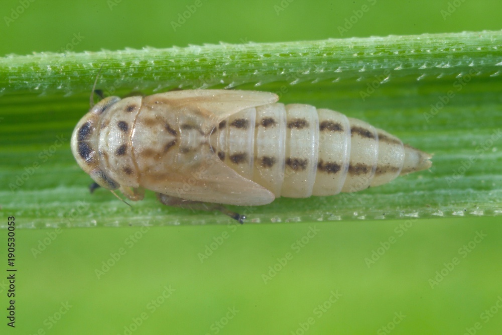 Larva, nymph of Balclutha punctata leafhopper from the family Cicadellidae on a leaf of grass