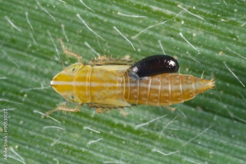 Larva, nymph of Arthaldeus leafhopper from the family Cicadellidae on a leaf of grass. With Dryinidae parasitoid