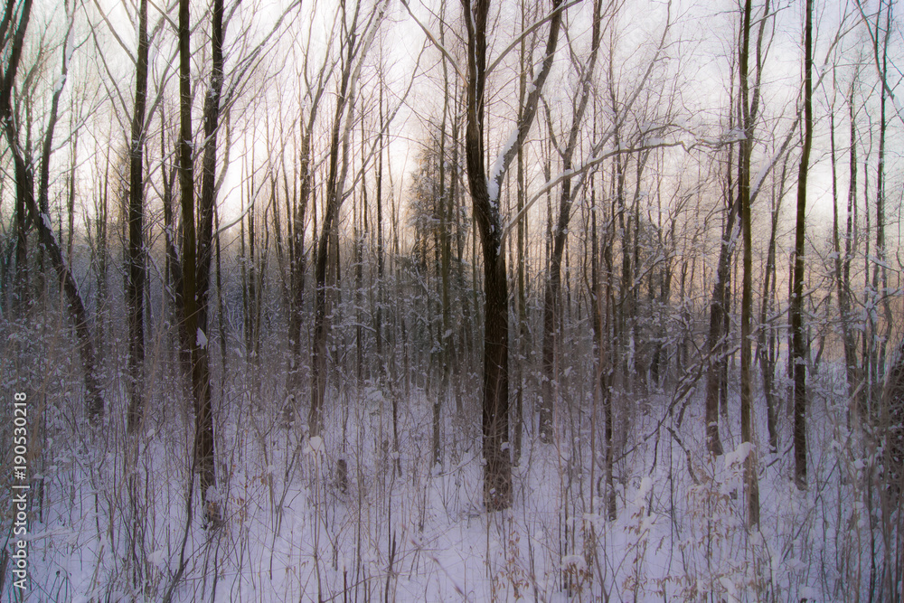 winter gloomy day, in the forest there are a lot of trees, blur - artistic reception winter gloomy day, in the forest there are a lot of trees, blur - artistic reception