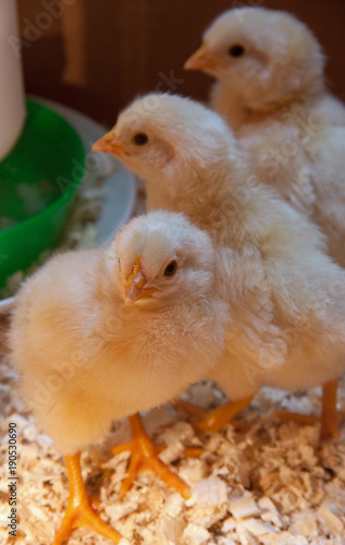 Young chickens