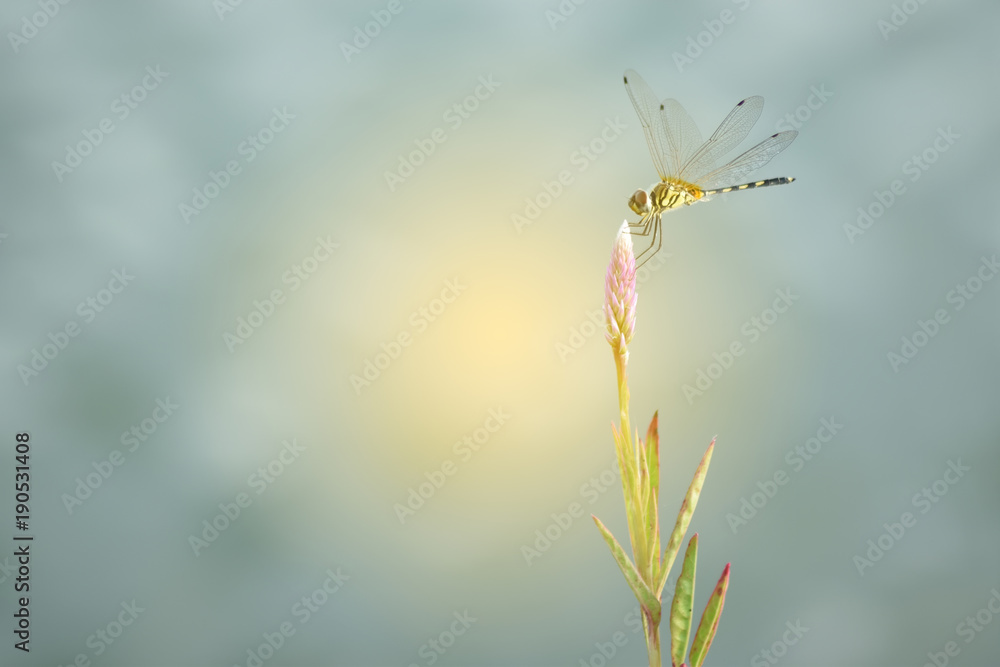 green and yellow dragonfly on the wild grass. green and yellow dragonfly on the wild grass.