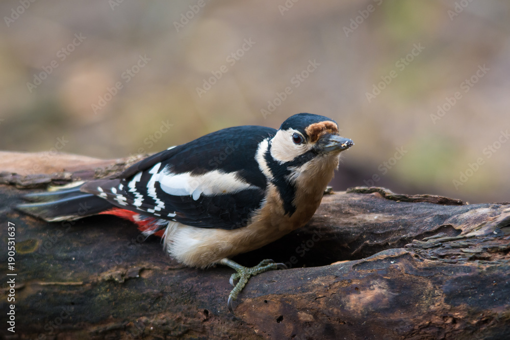Obraz premium wildlife photo - great spotted woodpecker standing on old wood with moss in deep forest, Slovakia, Europe