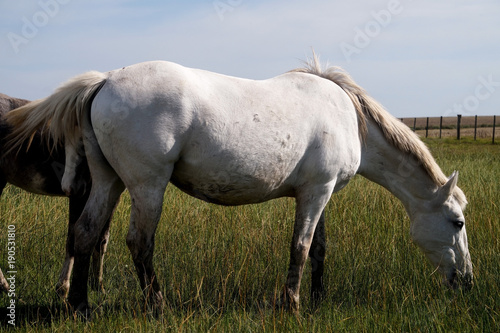 caballo   yegua © christian