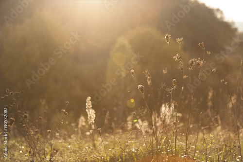 Wild meadow flowers in the sunshine  sun beams shining trough the trees and tall grass