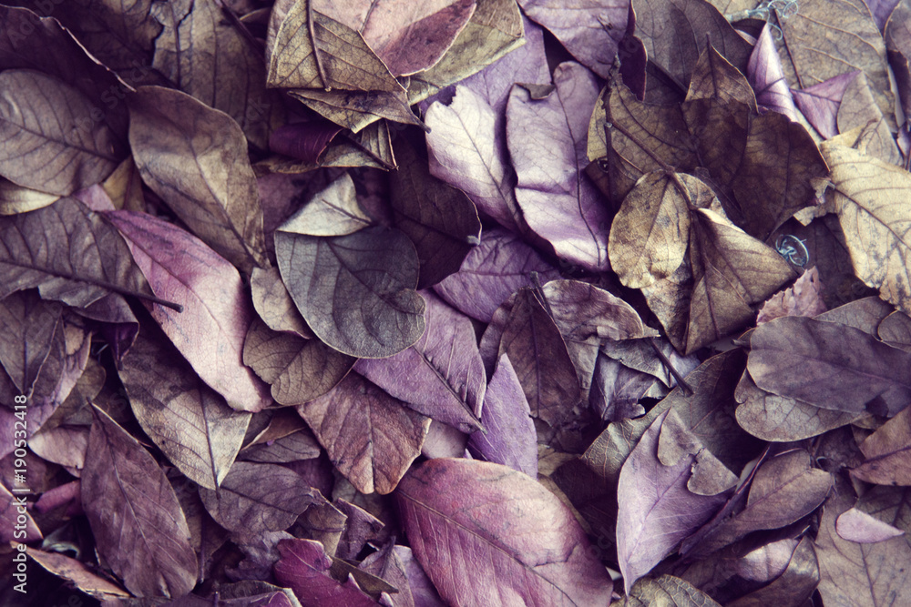 Fallen autumn leaves color ultraviolet