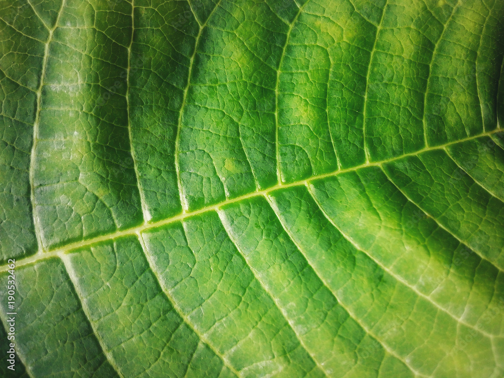 Green leaf closely focused with your veins Green leaf closely focused with your veins