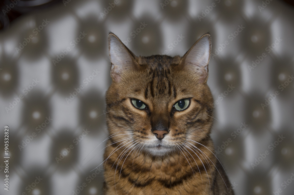cat, animal, kitten, pet, cute, feline, eyes, domestic, portrait, tabby, kitty, fur, face, eye, pets, gray, whiskers, young, mammal, white, adorable, grey, nature, small, head cat, animal, kitten, pet, cute, feline, eyes, domestic, portrait, tabby, kitty, fur, face, eye, pets, gray, whiskers, young, mammal, white, adorable, grey, nature, small, head