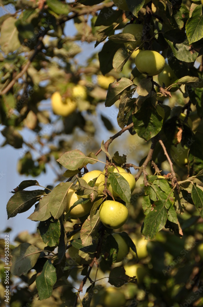 tree, green, nature, plant, leaf, fruit, branch, food, leaves, garden, summer, spring, fresh, agriculture, flower, yellow, berry, flora, vine, healthy, forest, bush, bud, ripe, oak tree, green, nature, plant, leaf, fruit, branch, food, leaves, garden, summer, spring, fresh, agriculture, flower, yellow, berry, flora, vine, healthy, forest, bush, bud, ripe, oak