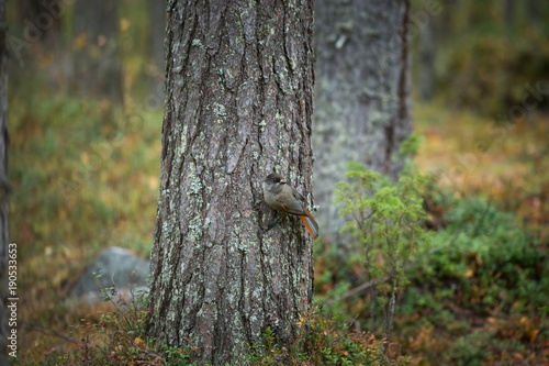 Perisoreus infaustus. Wildlife of Finland. Free nature. From bird life. Autumn Europe. Beautiful picture. Karelia. Europe. Finland. Nature. photo