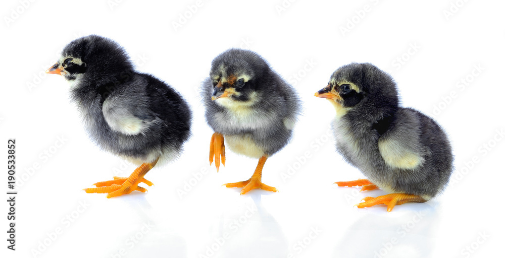 little chickens isolated on white background