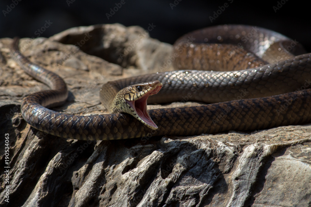 Obraz premium Fierce Snake