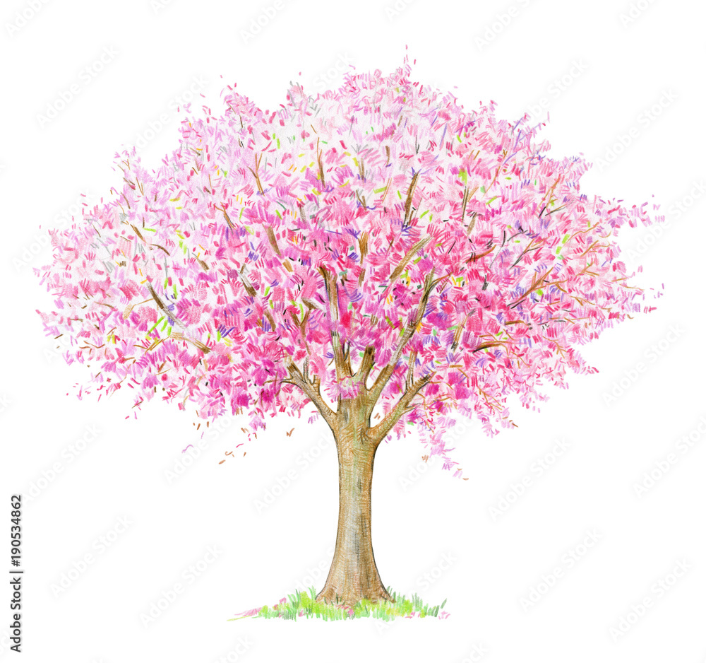 Spring blossoming tree handdrawing isolated on white. Four seasons ...