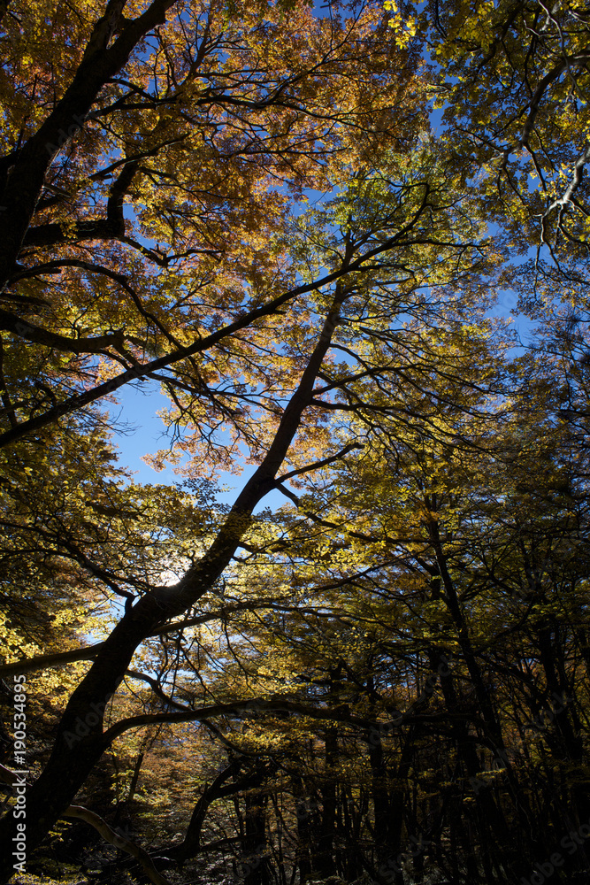 Obraz premium 【チリ】トーレス・デル・パイネ国立公園