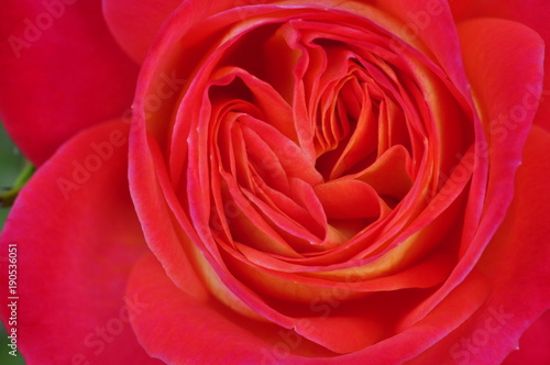 Rote Rose 1