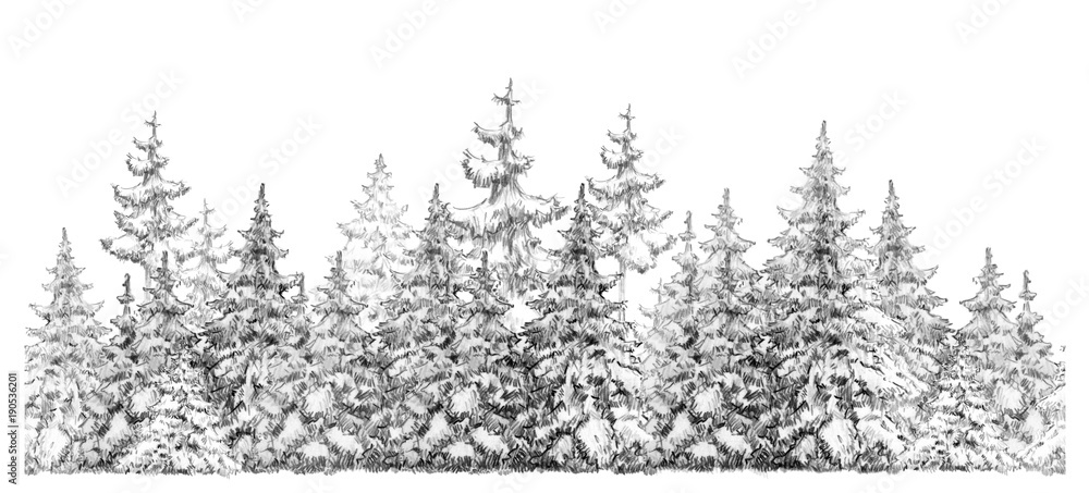 Fototapeta premium Fir trees forest seamless element, isolated on white, handdrawing.