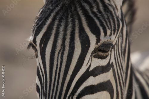 Zebra Eyes in Etosha