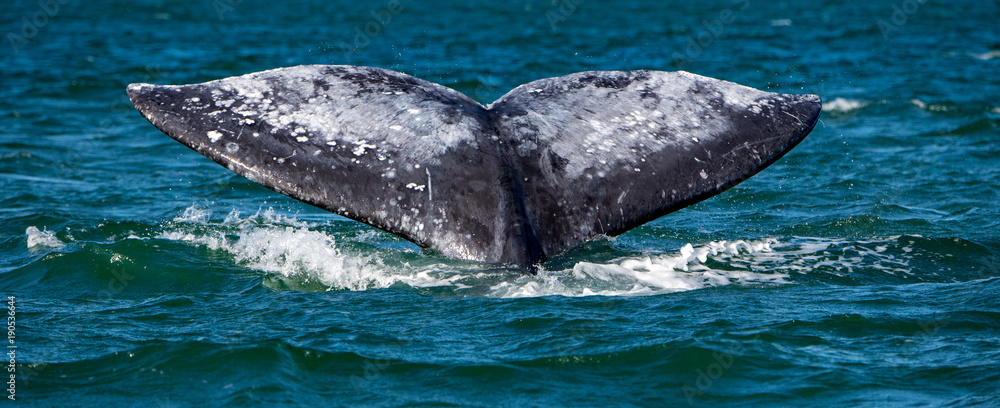 Naklejka premium grey whale tail going down in ocean at sunset