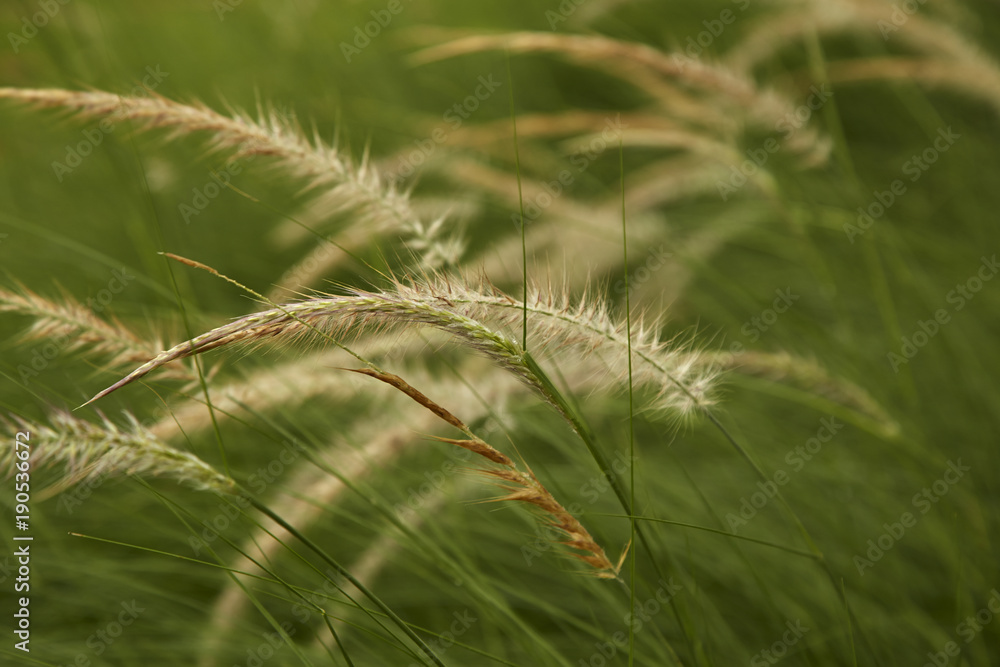 Obraz premium The grass bloom