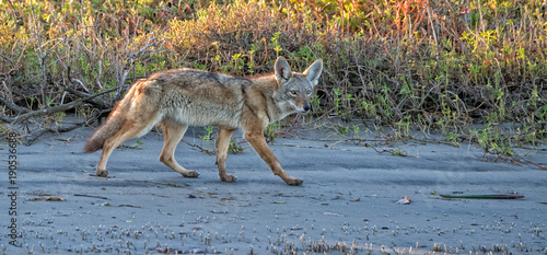 coyote on the sand