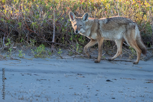 coyote on the sand