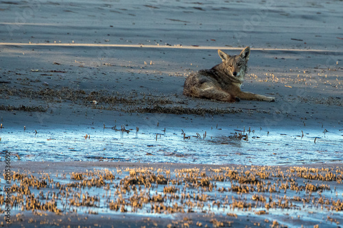 Coyote on the beach