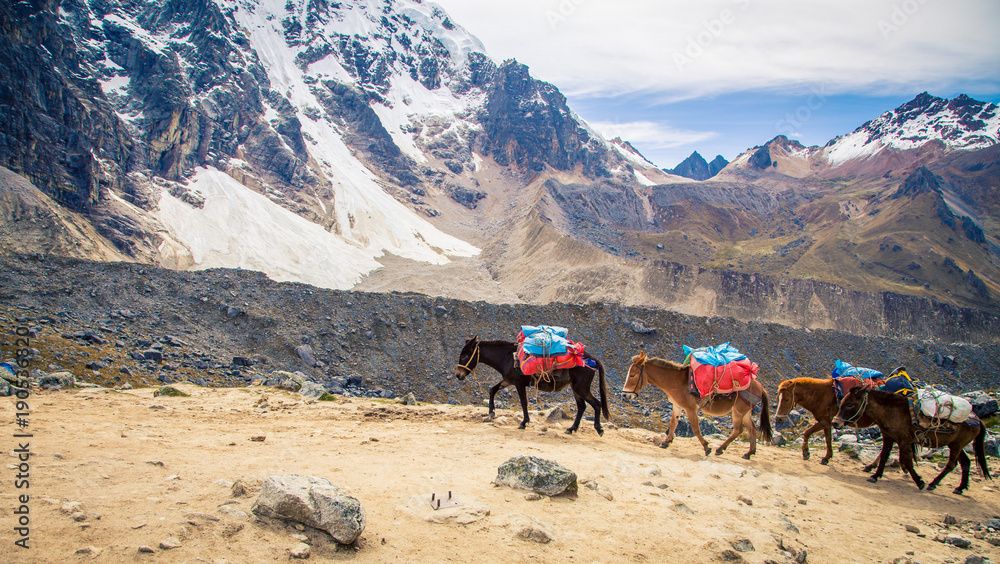 pack horses Inca trail
