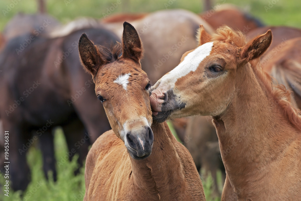  couple in love horses
