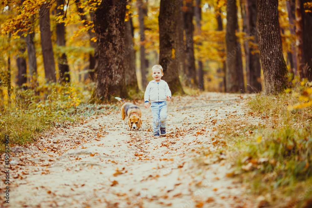 Fototapeta premium Boy with beagle