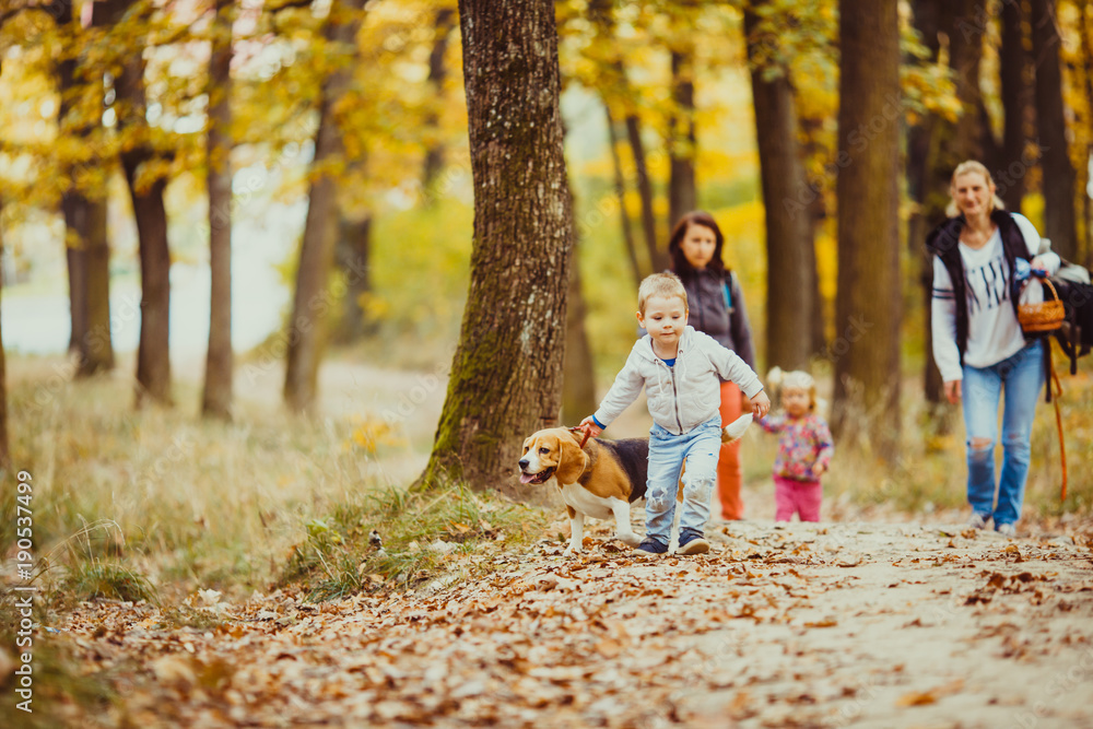 Fototapeta premium Boy with beagle