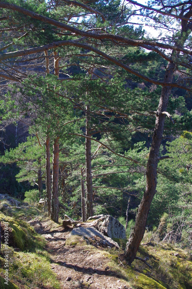 Fototapeta premium Arbres des montagnes des Pyrénées