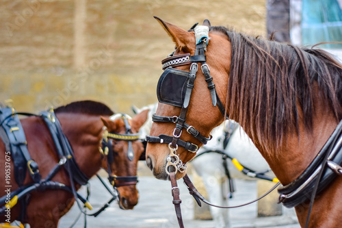Two brown horses in Spain