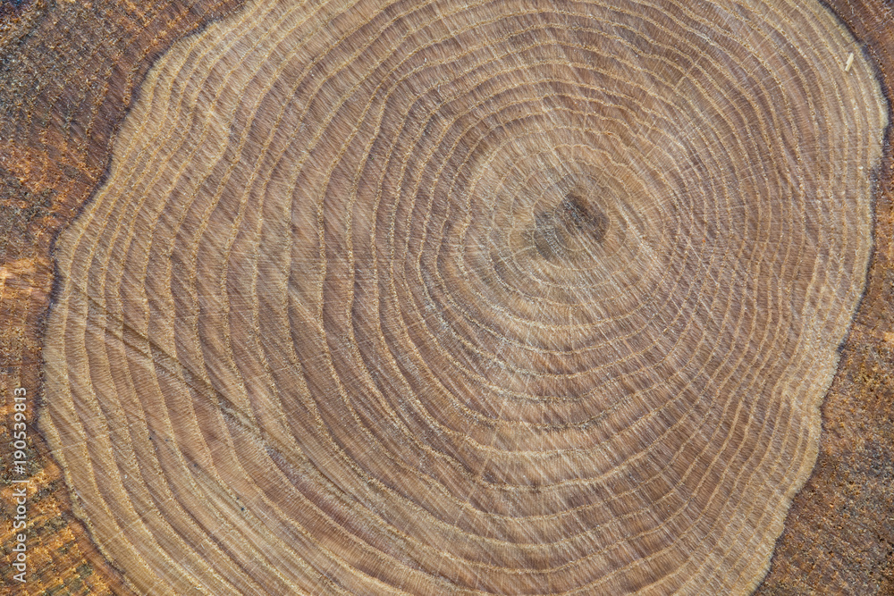 Naklejka premium Holz mit Struktur und Jahresringe als Hintergrund