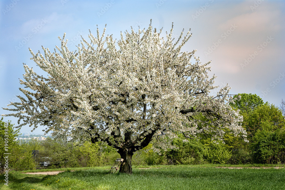 Naklejka premium Kirschblüte