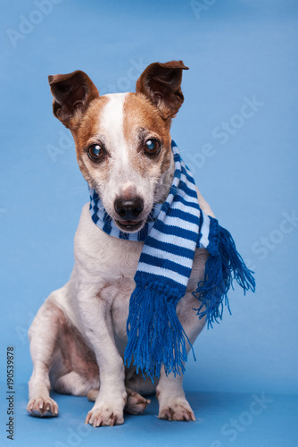 Fototapeta Naklejka Na Ścianę i Meble -  Cute dog in blue scarf