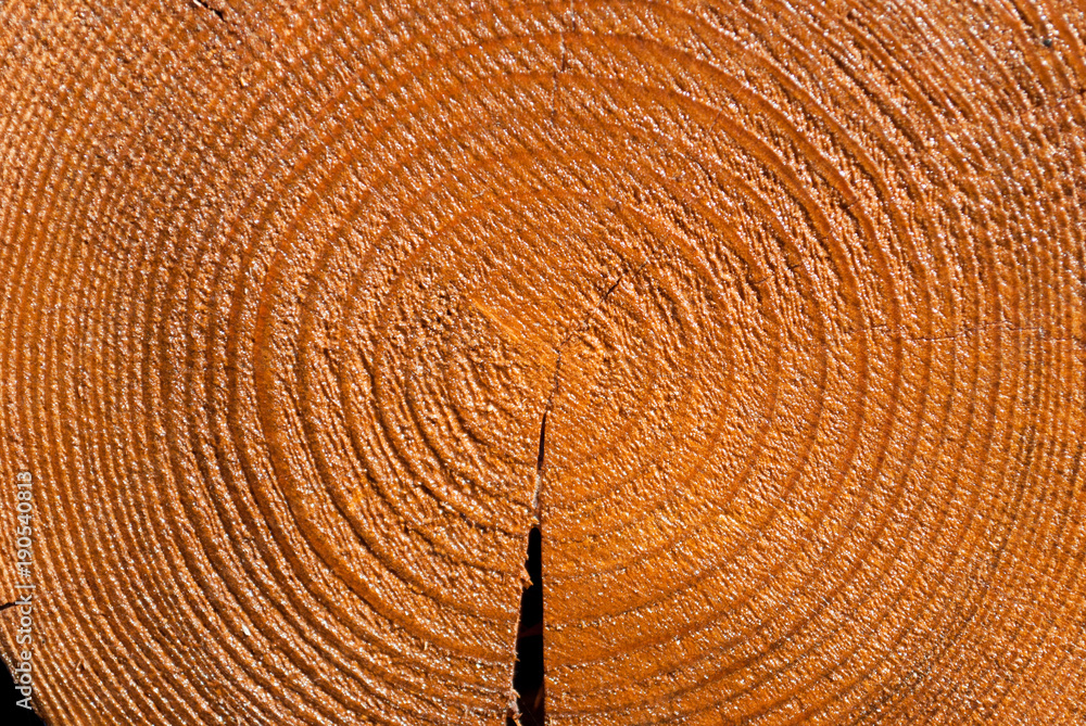 Naklejka premium Wooden log in a cut, rings age of a tree, cracks, natural wood, background, texture, graphics, roughness, vintage, abstraction, art, antiquity