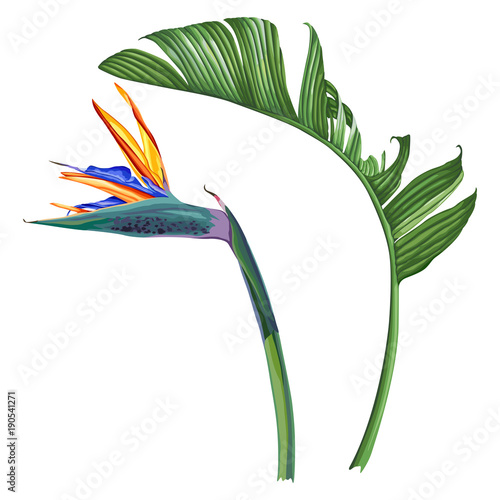 Royal strelitzia. Tropical flower and leaf. 