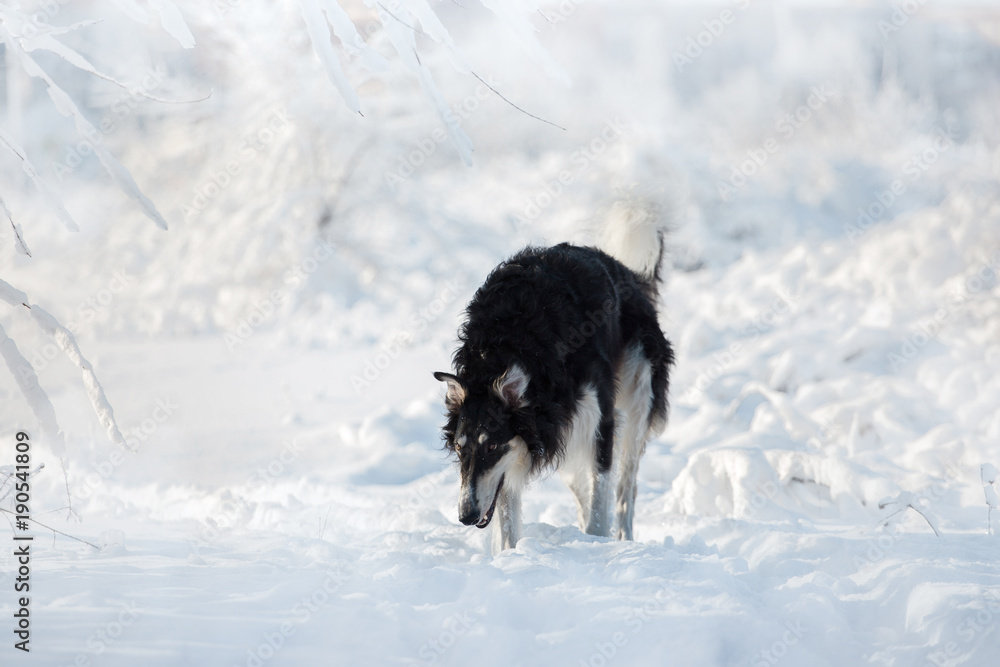 Naklejka premium Black and white hunting dog stands in the snow on the white winter background