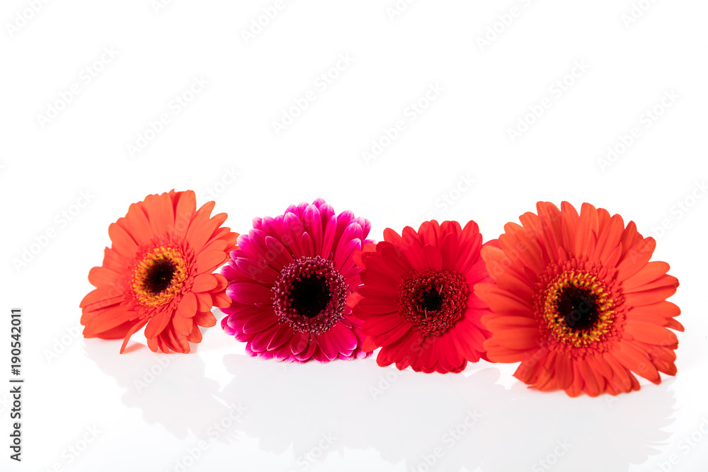 rote gerbera vor weißem hintergrund, isoliert rote gerbera vor weißem hintergrund, isoliert