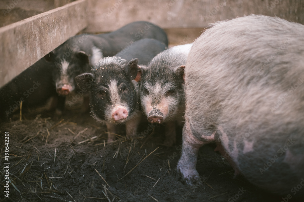 Small Vietnamese pigs on the farm Small Vietnamese pigs on the farm