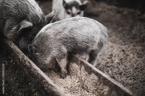 Small pigs eat from a wooden trough