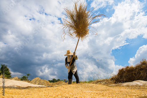 Tableau sur toile The farmer's attitude is hitting rice paddies on the ground so t